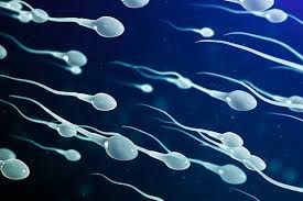 Sperm Health