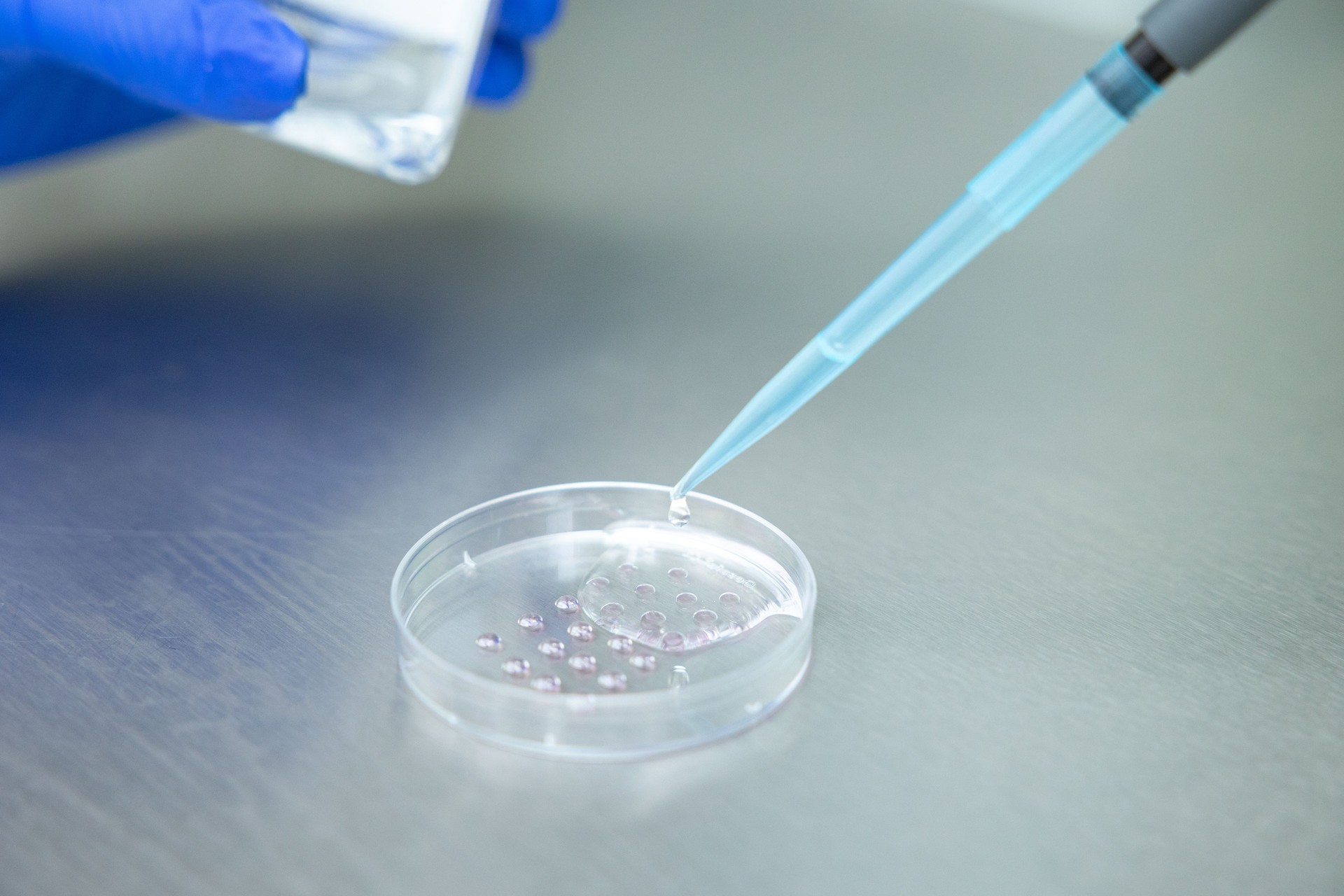 The drop of liquid falls from a pipette into a petri dish.